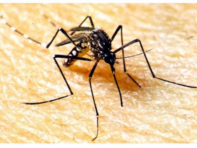 Secretaria de Saúde alerta municípios para fortalecimento do combate à dengue