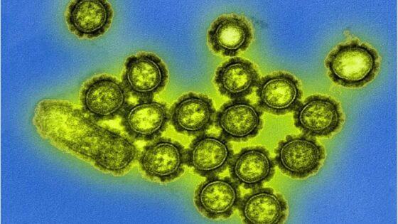 Brasil tem recorde de morte por gripe; há risco de nova onda