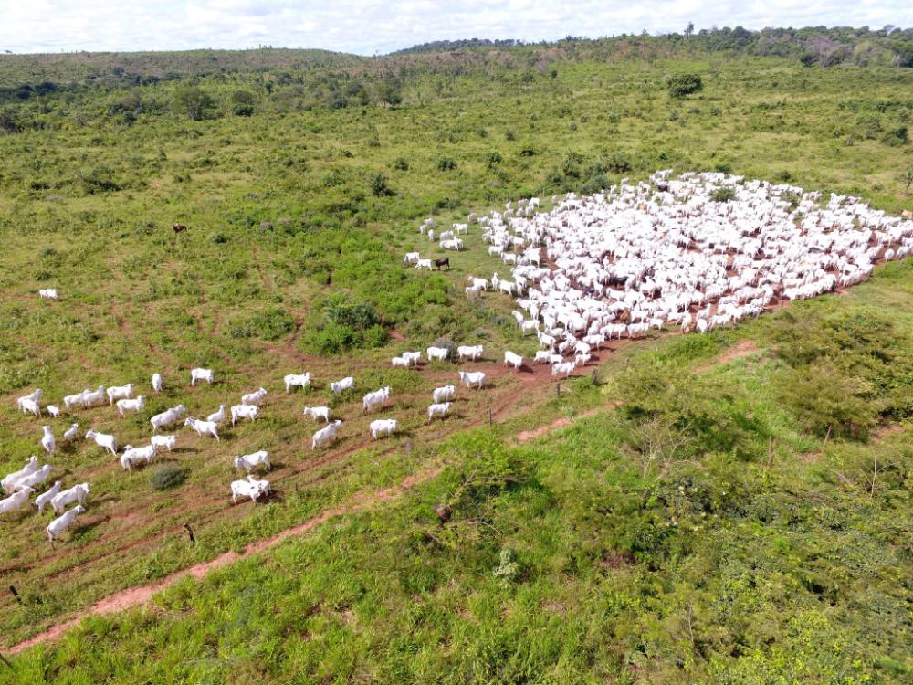 MPF oferece denúncia contra milícia atuante em território indígena em Mato Grosso