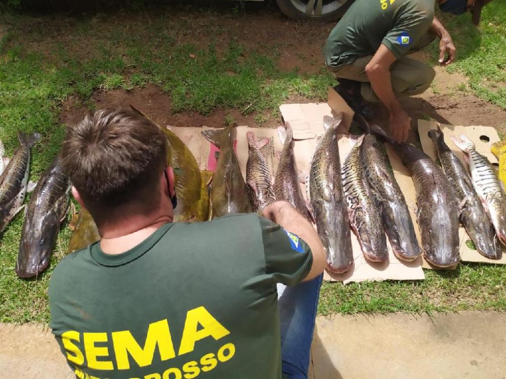 Sema apreende 150 kg de pescado ilegal em Várzea Grande