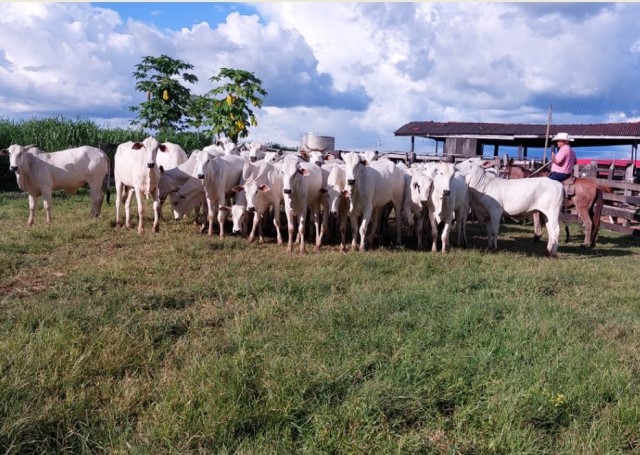 Sitiante em Colíder tem 24 cabeças de gado furtadas próximo a MT-320. (Fotos)