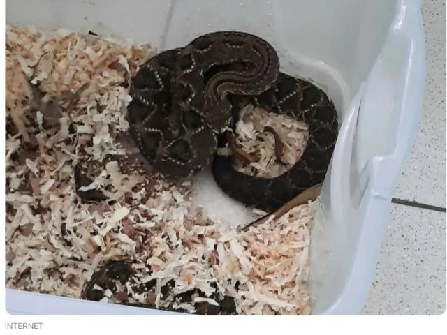 MT é o 3° estado do país com mais ataques de cobra e baixo estoque de soro antiofídico preocupa municípios