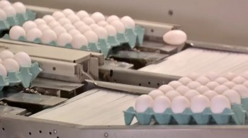 MT foi o estado que mais exportou ovos em 2021, diz pesquisa