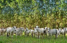 PROGRAMA DE MONITORAMENTO PECUÁRIA