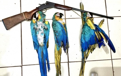 Aripuanã: Homem de 56 anos é preso em flagrante após matar três araras