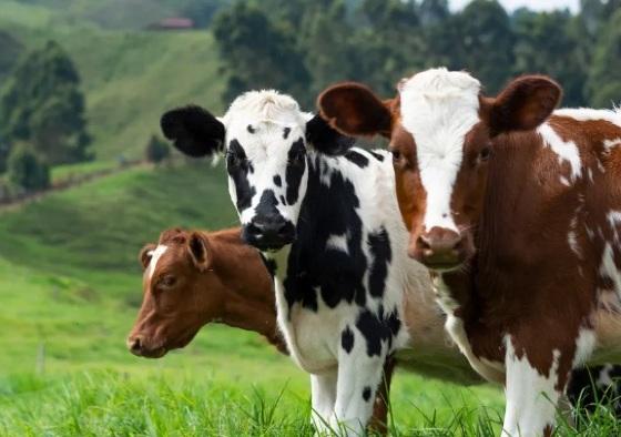 'Muito provável que seja atípico', diz ministro sobre doença da 'vaca louca'