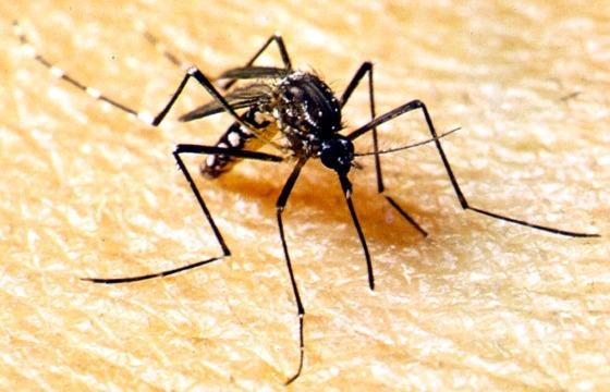 SES alerta para importância de reforçar o combate à dengue durante período chuvoso