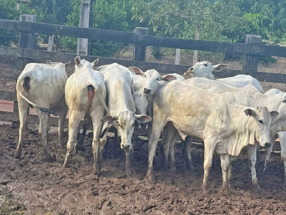 Cerca de 100 cabeças de novilhas nelore e aberdeen foram furtadas em Fazenda de Juara