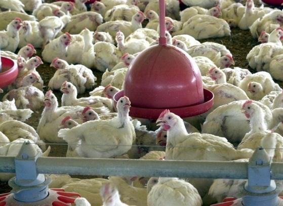 China volta a receber aves de frigorífico de Mato Grosso