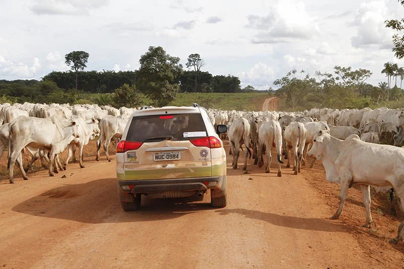 Com a estiagem em MT, Acrimat alerta pecuaristas sobre cuidados com a pastagem