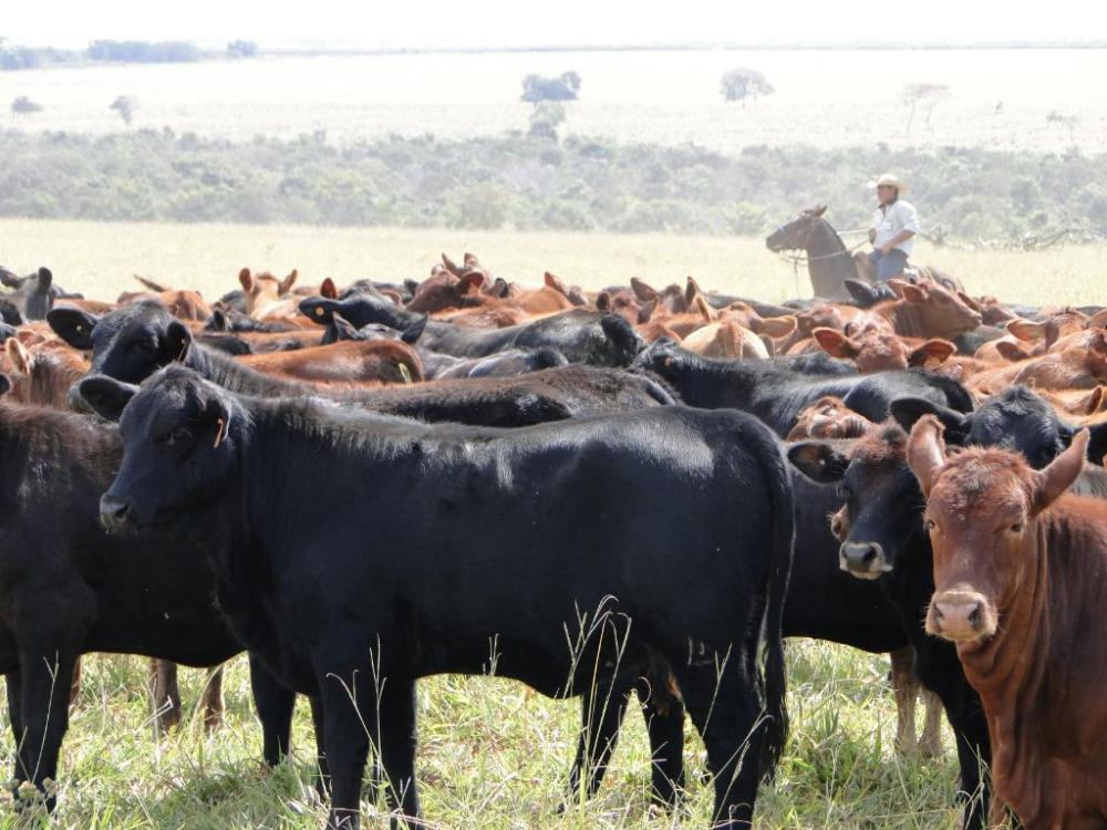 Pesquisadores de MT realizam avaliação genética das raças Braford e Brangus