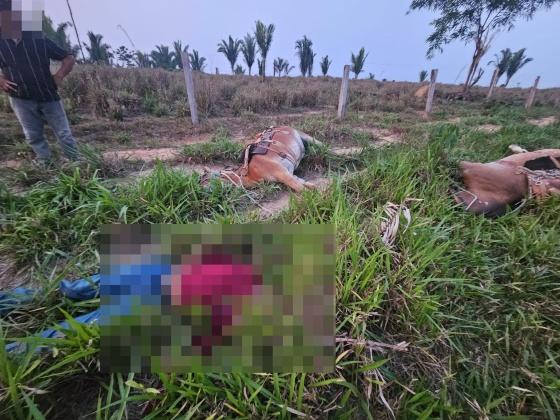 Raio mata um homem e dois animais em distrito de Cotriguaçu