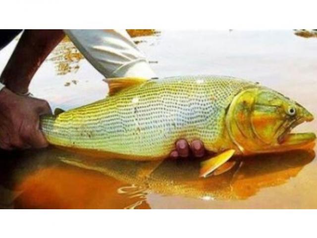 Reunião define proibição da pesca em MT