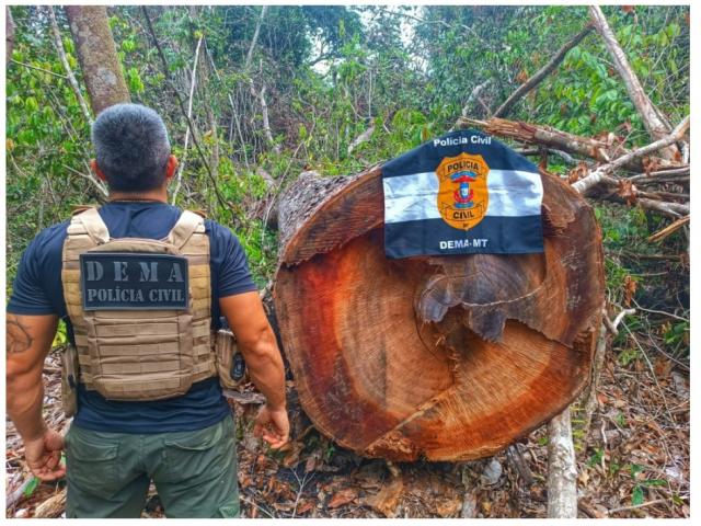 Polícia Civil desarticula ponto utilizado por criminosos para extração ilegal de madeira em Querência