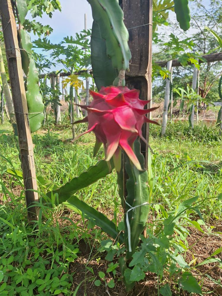 PITAIA UM PLANTIO VEM DANDO CERTO ARIPUANÃ MT