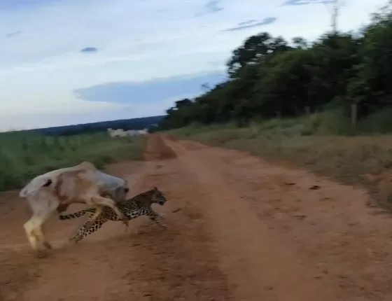 Produtor rural flagra ataque de onça a bezerro em Nova Ubiratã