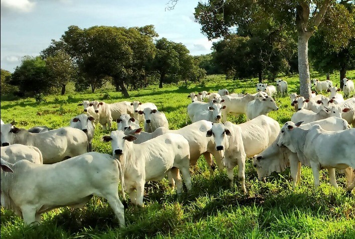 Arroba bovina supera R$300 e tem novo recorde, mas desempenho interno da carne preocupa