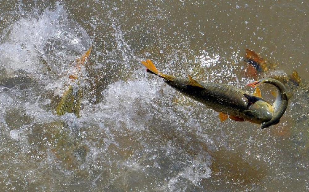 Período da piracema segue estudo que monitora peixes há 16 anos em Mato Grosso