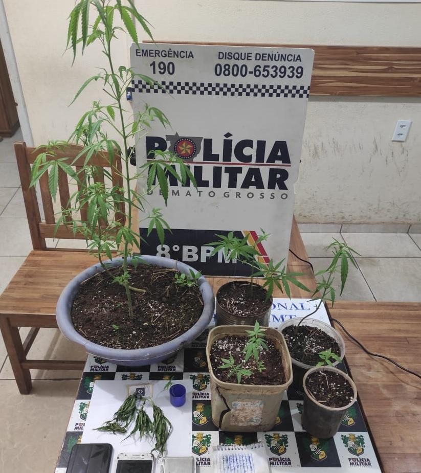 PM encontra pés de maconha e prende suspeito em Alta Floresta