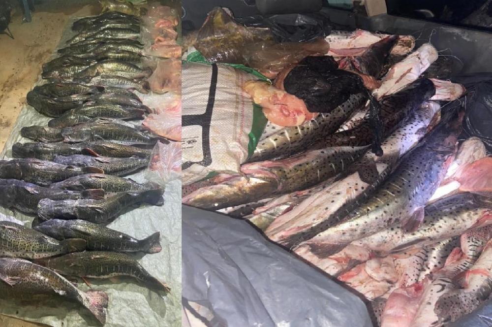 PM apreende 500 quilos de pescado irregular e encaminha trio à delegacia em Barra do Bugres