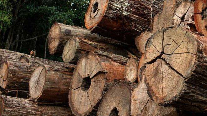 Mianmar, um passo mais perto de verificar a legalidade de sua madeira
