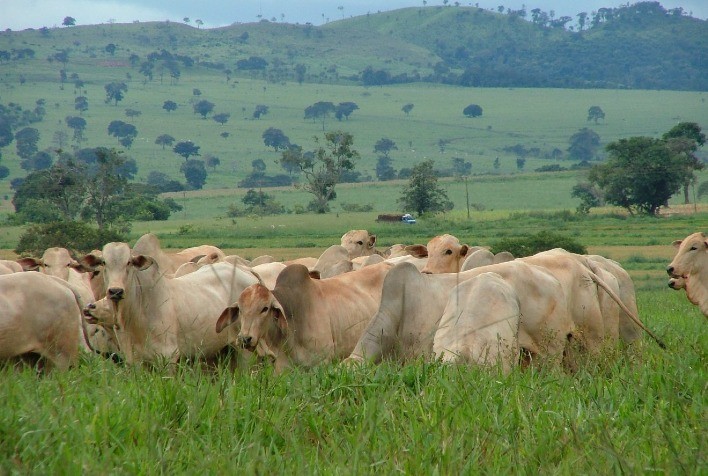 Valor Bruto da Produção agropecuária mineira deve alcançar de R$ 100,6 bilhões em 2021