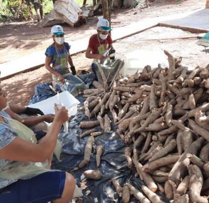 Treinamento do Senar-MT soluciona problemas em produção de farinha de mandioca em Juruena