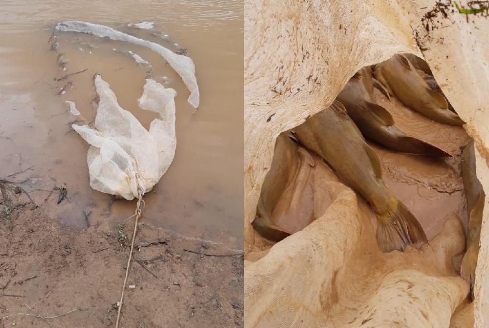 Sema devolve ao rio 150 kg de peixes vivos apreendidos