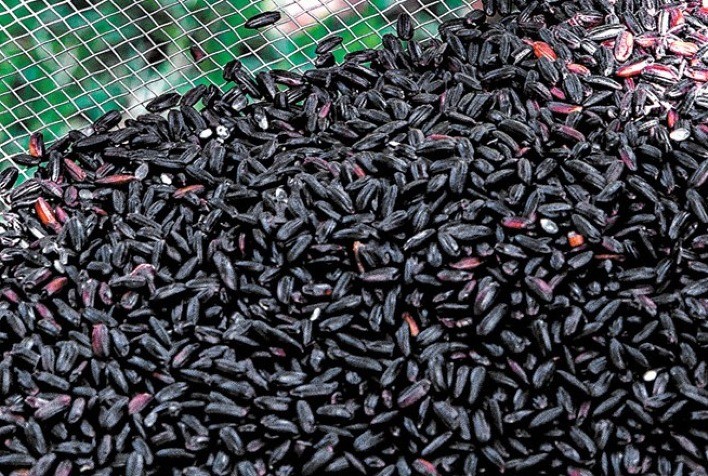 Brasil terá nova cultivar de arroz preto