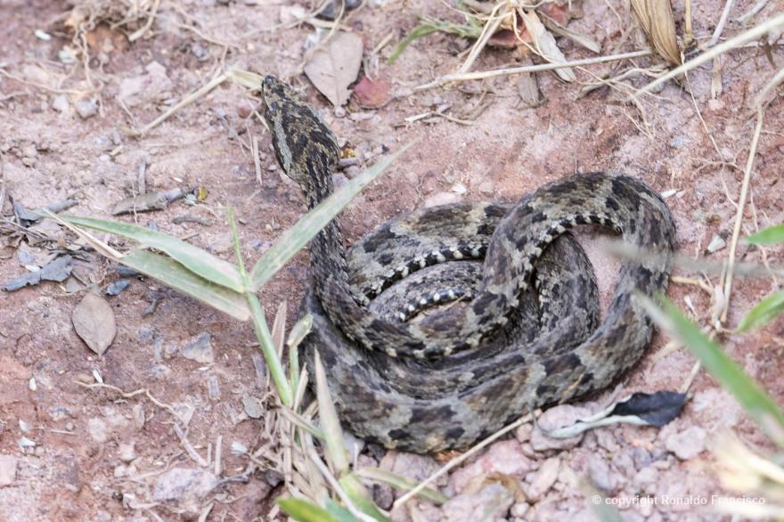 Mulher morre após picada de jararaca em comunidade rural de MT