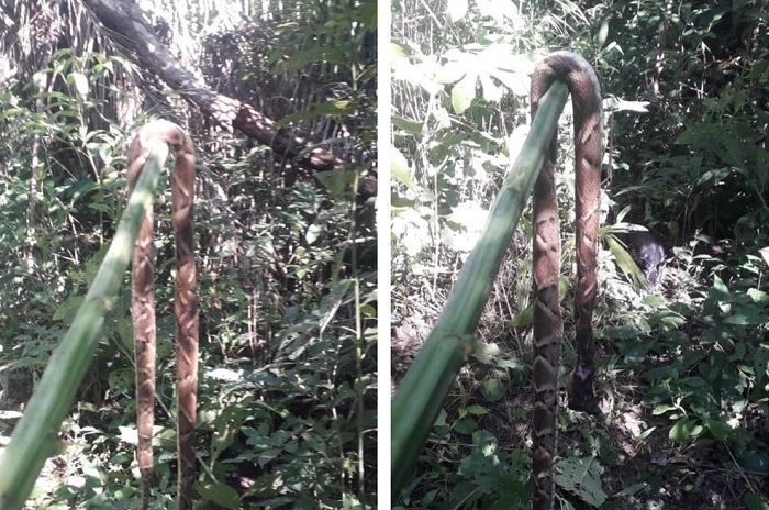 Idoso é internado na UTI após ser picado por jararaca