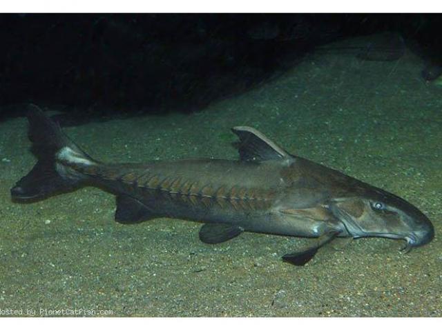 Pescadores do rio Teles Pires relatam aparecimento de nova espécie de peixe