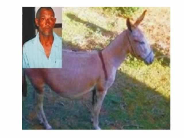 Homem tenta estuprar mula e morre após receber coice nos testículos